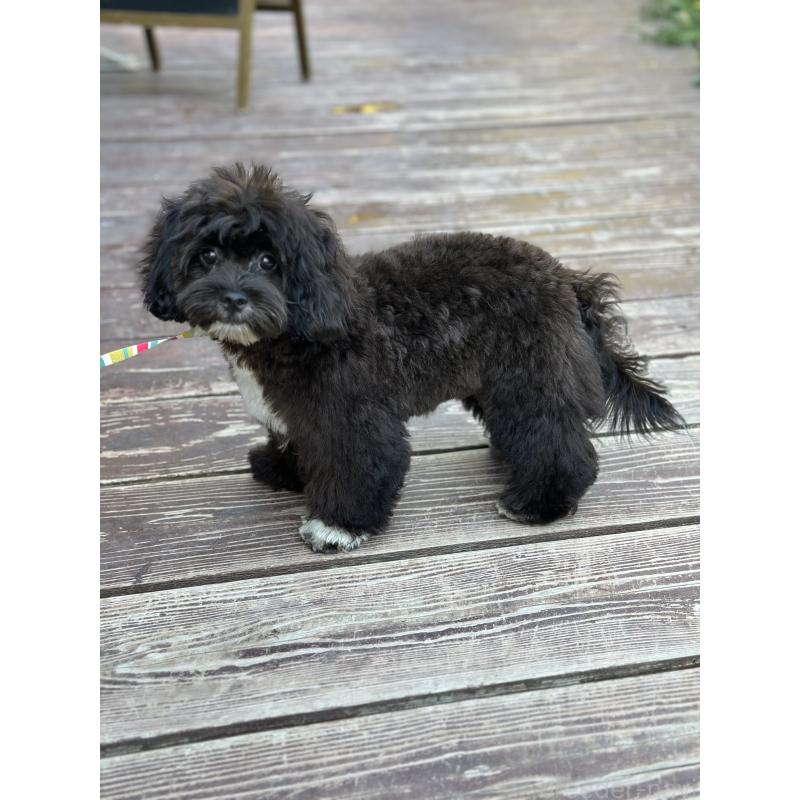 販売中の山口県のミックス犬-409820の2枚目
