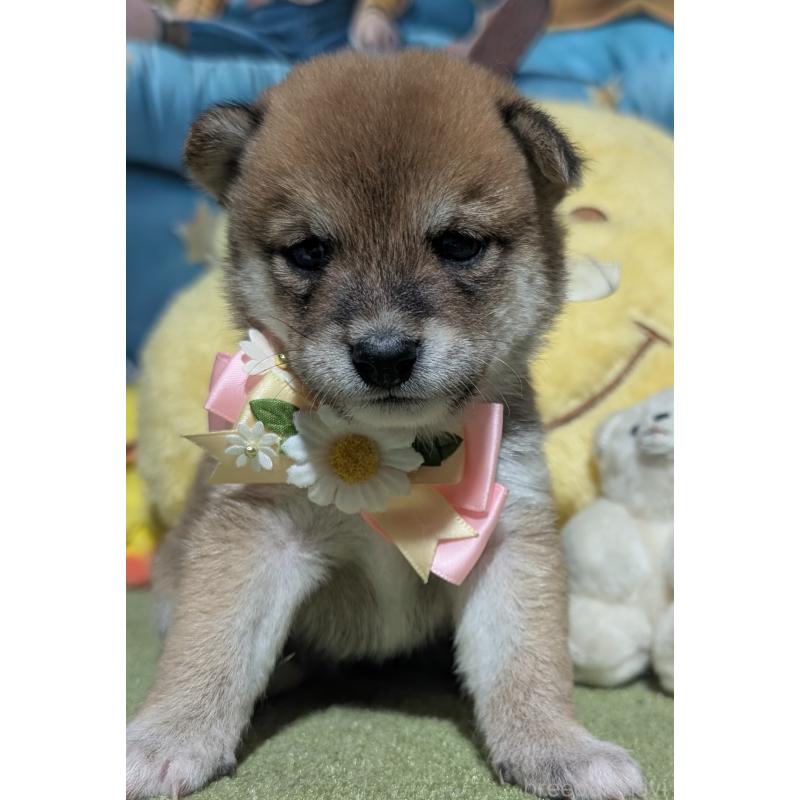 販売中の岡山県の豆柴-410031の4枚目