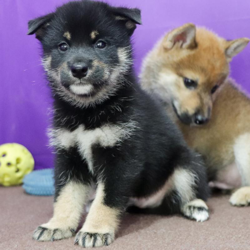販売中の愛知県の柴犬-402734の6枚目