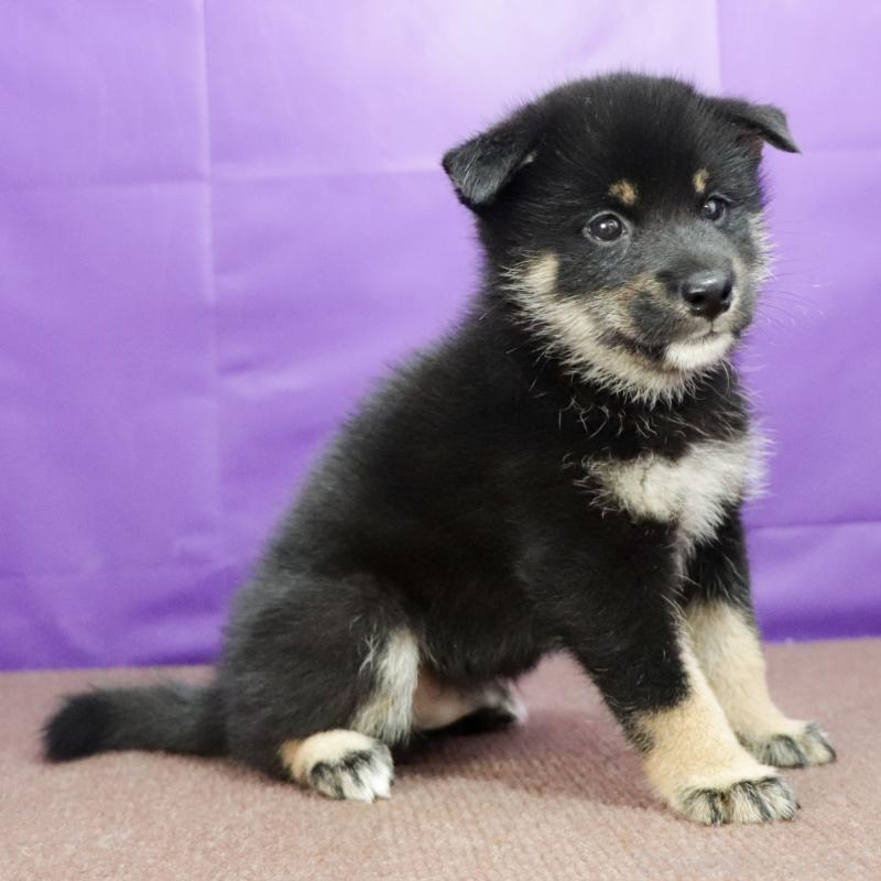 販売中の愛知県の柴犬-402734の5枚目