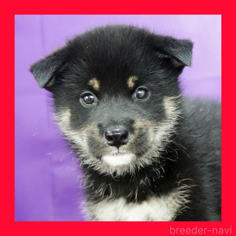 販売中の愛知県の柴犬-402734の4枚目
