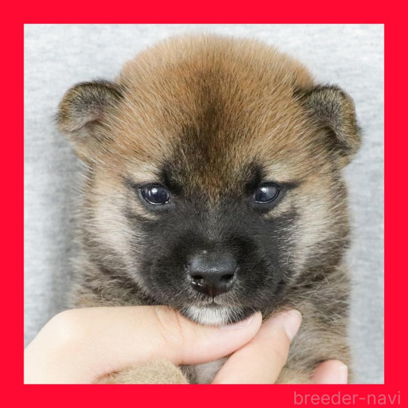 販売中の愛知県の柴犬-408844