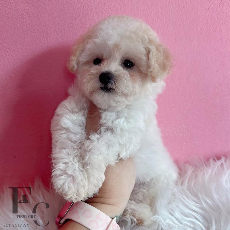 販売中の栃木県のミックス犬-410035の2枚目