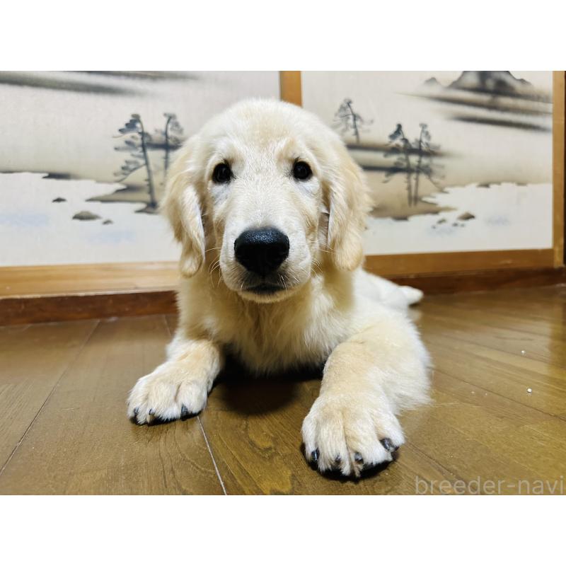 販売中の千葉県のゴールデンレトリーバー-391659の8枚目