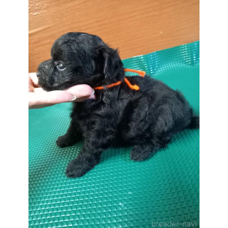 成約済の鹿児島県のヨープー:ヨークシャーテリア×トイプードル-407790の5枚目