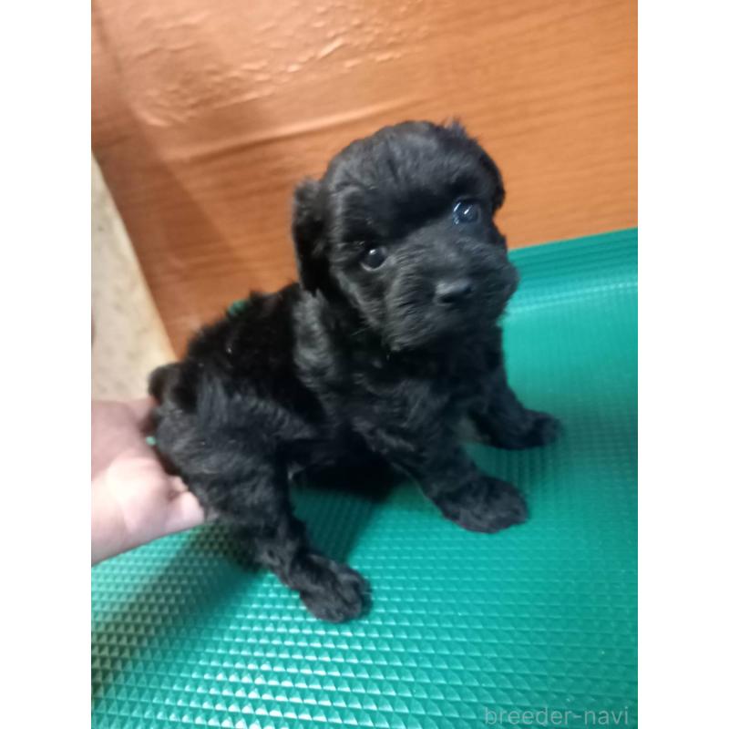 成約済の鹿児島県のヨープー:ヨークシャーテリア×トイプードル-407790の4枚目