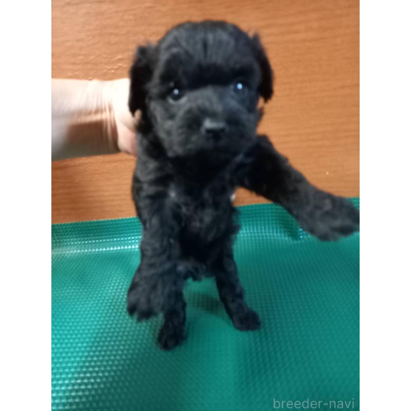 成約済の鹿児島県のヨープー:ヨークシャーテリア×トイプードル-407790の3枚目