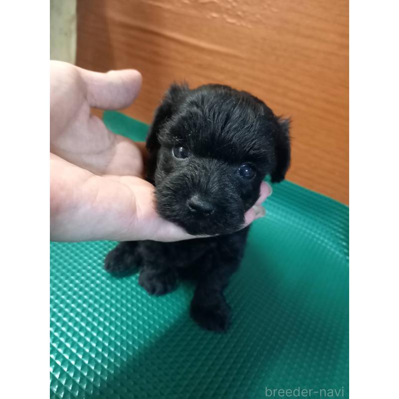 成約済の鹿児島県のヨープー:ヨークシャーテリア×トイプードル-407790の2枚目