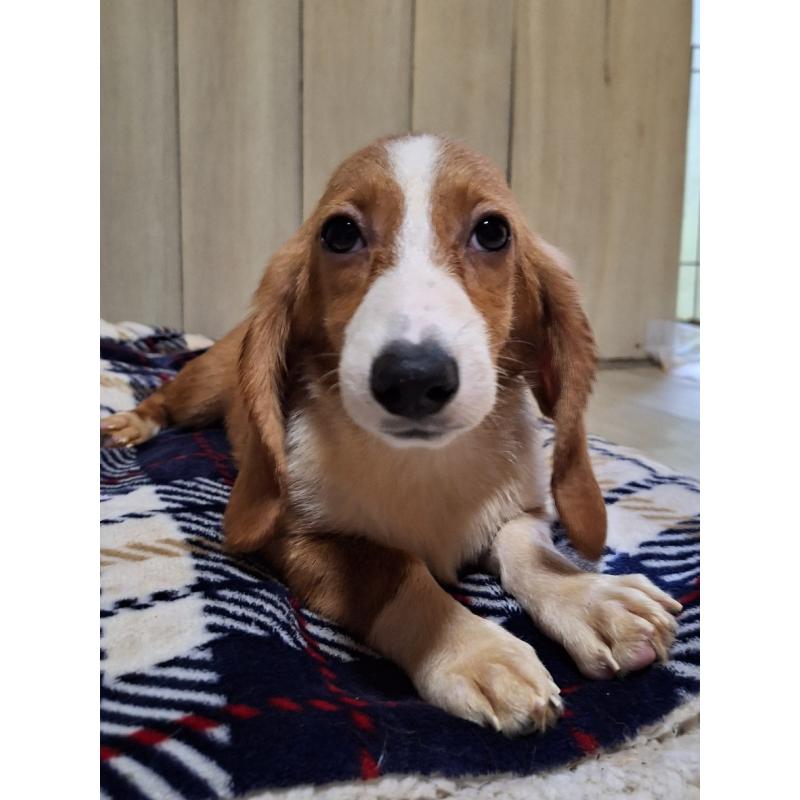 販売中の神奈川県のミックス犬-393447の7枚目
