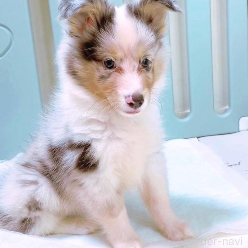 販売中の香川県のシェットランドシープドッグ(シェルティ)-410071の3枚目