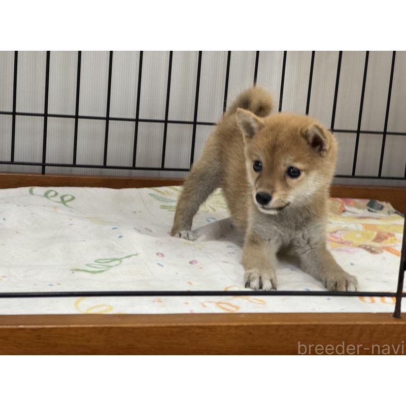 販売中の岡山県の豆柴-401841の3枚目