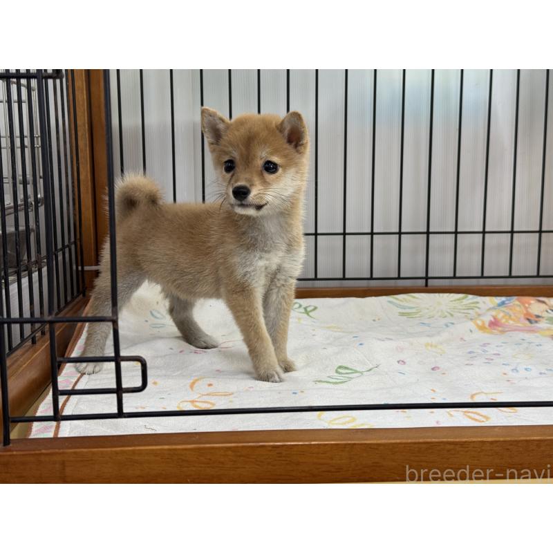 販売中の岡山県の豆柴-401841の2枚目