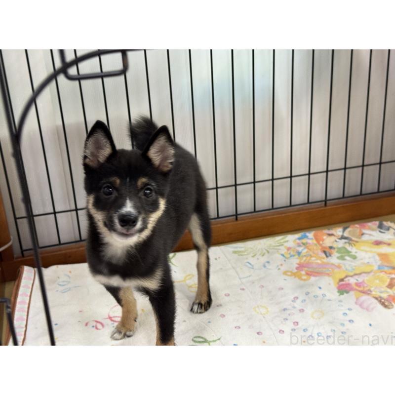 販売中の岡山県の豆柴-391627の3枚目