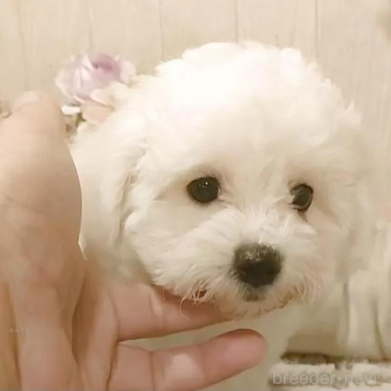 販売中の愛知県のビションフリーゼ-410081の1枚目