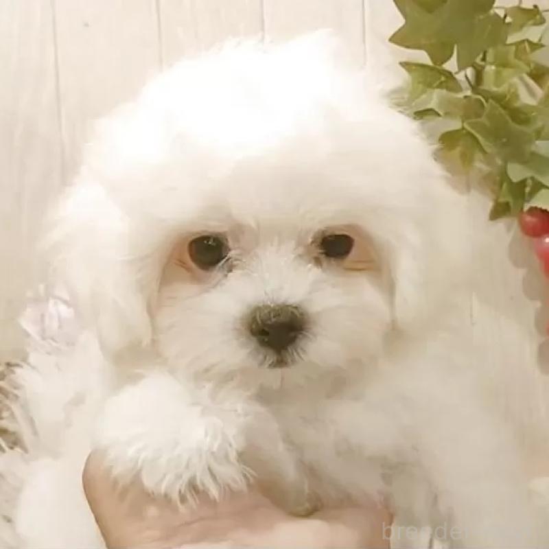 販売中の愛知県のミックス犬-410083の1枚目