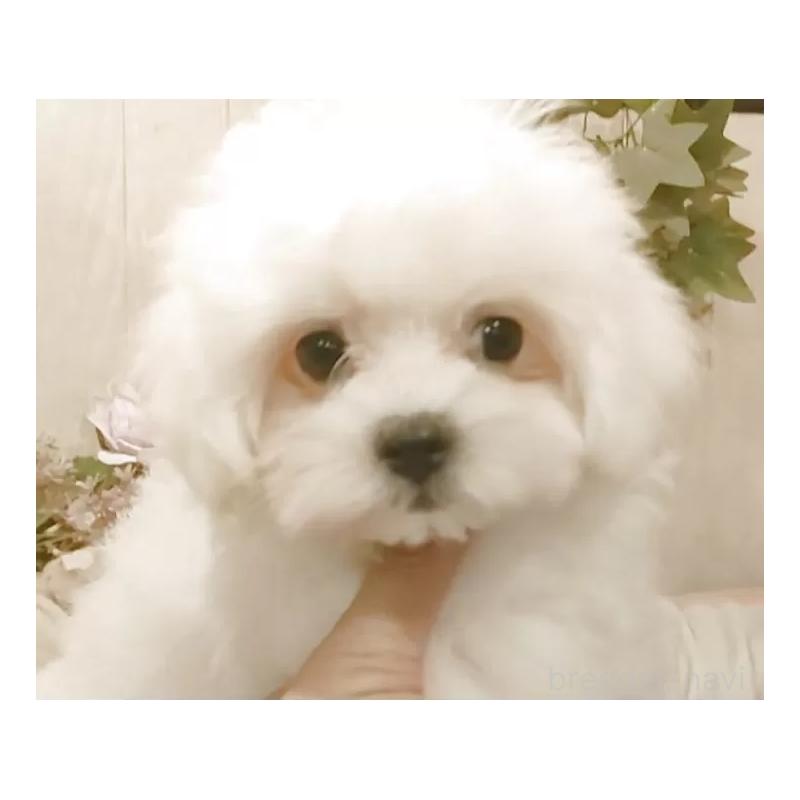 販売中の愛知県のミックス犬-410083の7枚目