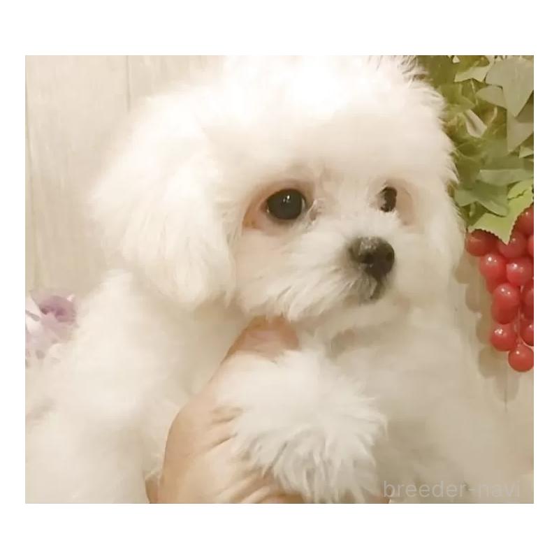 販売中の愛知県のミックス犬-410083の6枚目