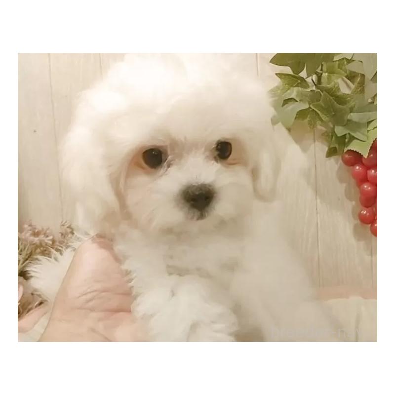 販売中の愛知県のミックス犬-410083の5枚目