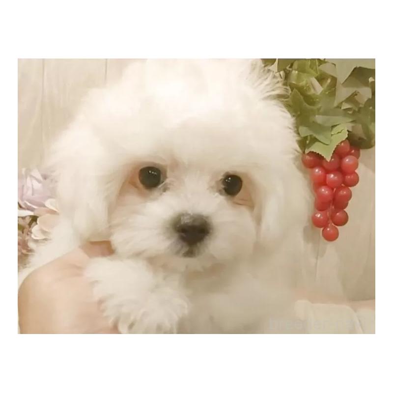 販売中の愛知県のミックス犬-410083の4枚目