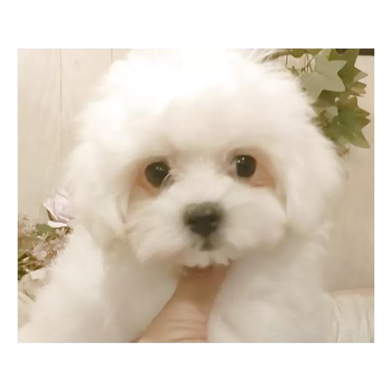 販売中の愛知県のミックス犬-410083の3枚目