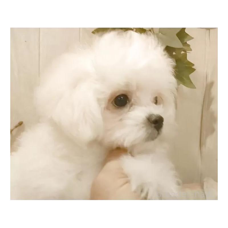 販売中の愛知県のミックス犬-410083の2枚目