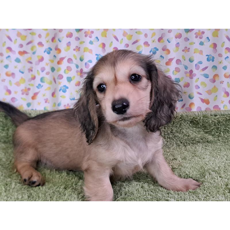 販売中の愛知県のミニチュアダックスフンド(ロングヘアード)-403750の10枚目