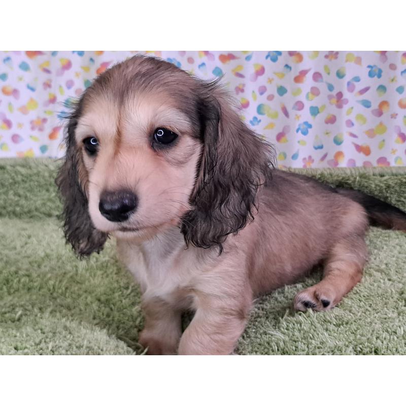 販売中の愛知県のミニチュアダックスフンド(ロングヘアード)-403750の9枚目