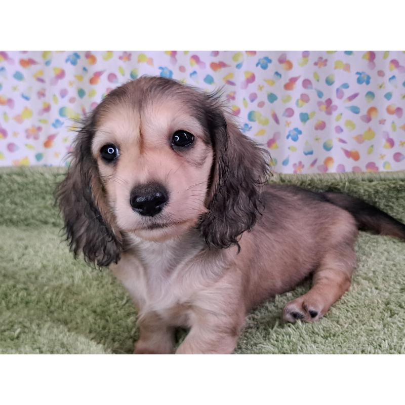 販売中の愛知県のミニチュアダックスフンド(ロングヘアード)-403750