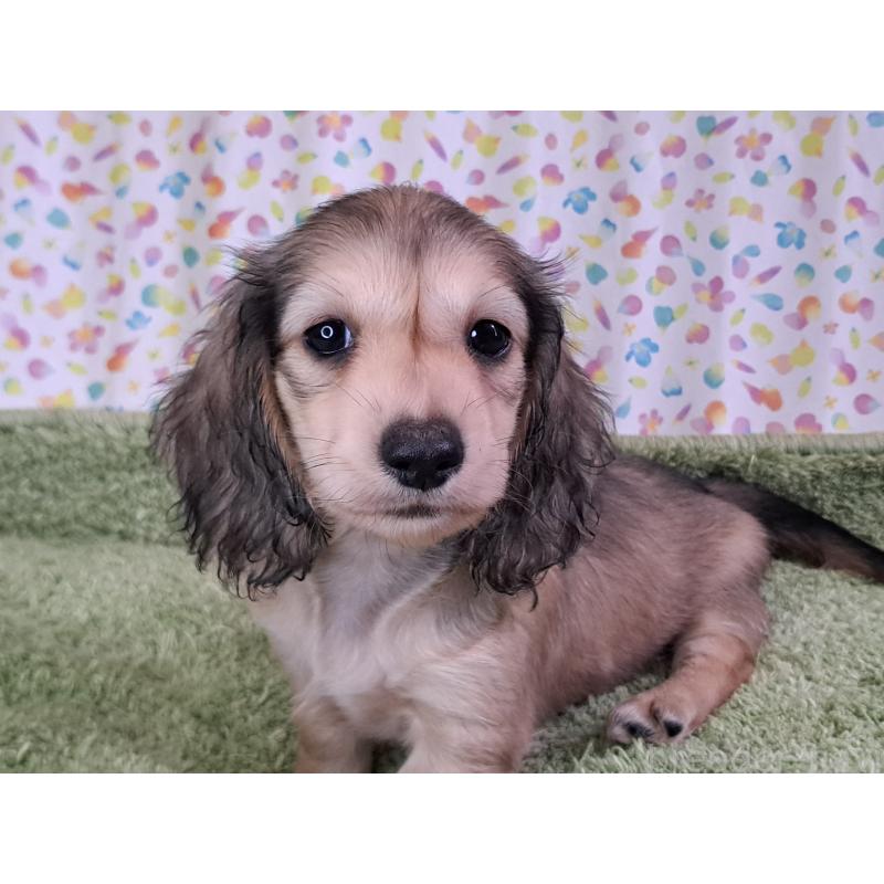 販売中の愛知県のミニチュアダックスフンド(ロングヘアード)-403750の7枚目
