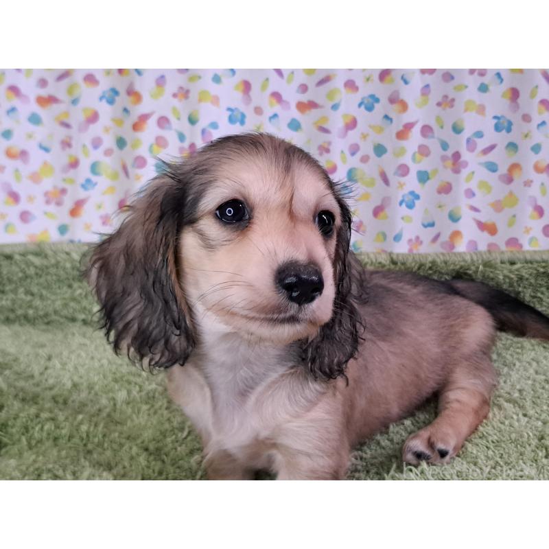 販売中の愛知県のミニチュアダックスフンド(ロングヘアード)-403750の6枚目