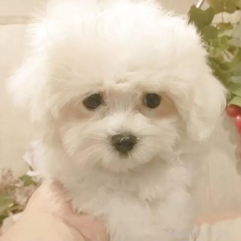 販売中の愛知県のミックス犬-410085の1枚目