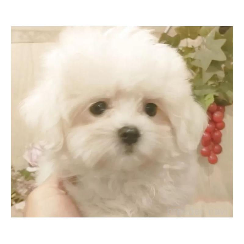 販売中の愛知県のミックス犬-410085の7枚目