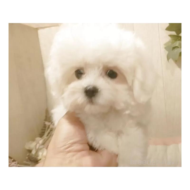 販売中の愛知県のミックス犬-410085の6枚目