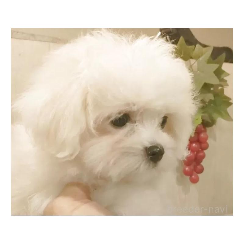 販売中の愛知県のミックス犬-410085の5枚目