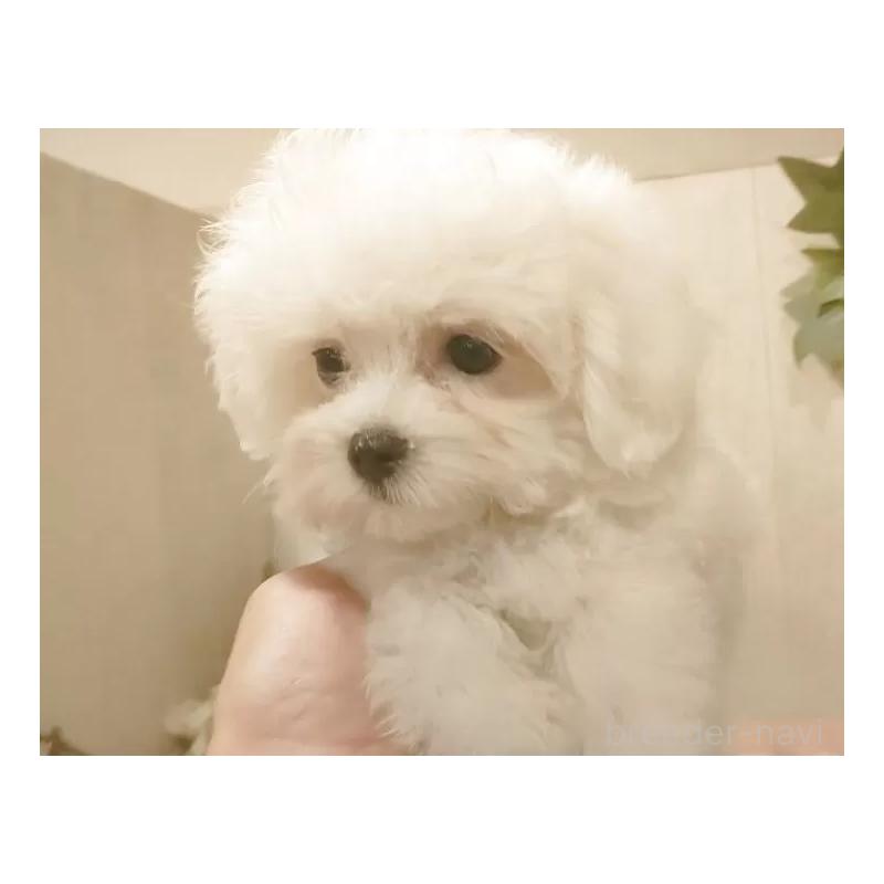 販売中の愛知県のミックス犬-410085の4枚目