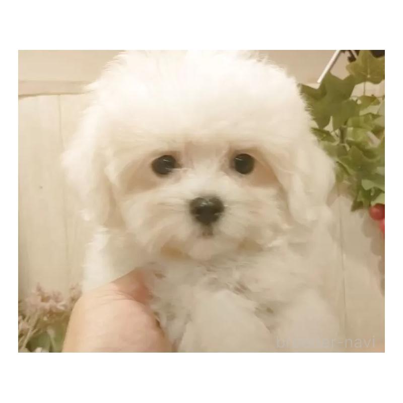 販売中の愛知県のミックス犬-410085の3枚目
