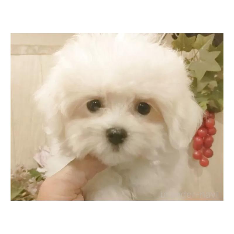 販売中の愛知県のミックス犬-410085の2枚目