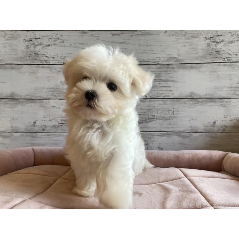 成約済の北海道のマルチーズ-400902の6枚目