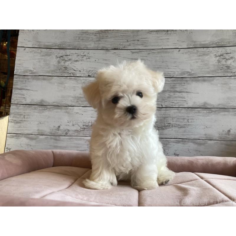 成約済の北海道のマルチーズ-400902の4枚目