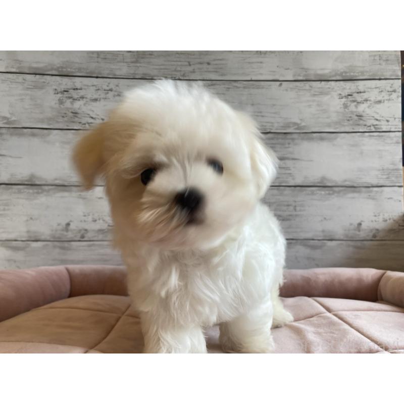 成約済の北海道のマルチーズ-400902の3枚目