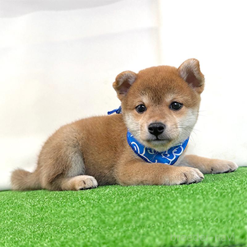 成約済の神奈川県の豆柴-409662の4枚目