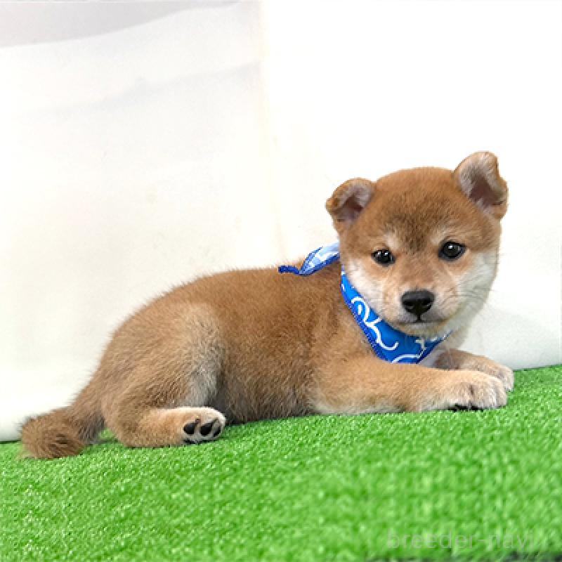 成約済の神奈川県の豆柴-409662の3枚目