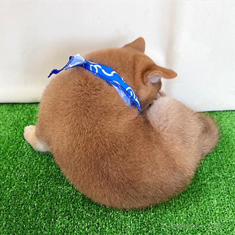 成約済の神奈川県の豆柴-409662の2枚目