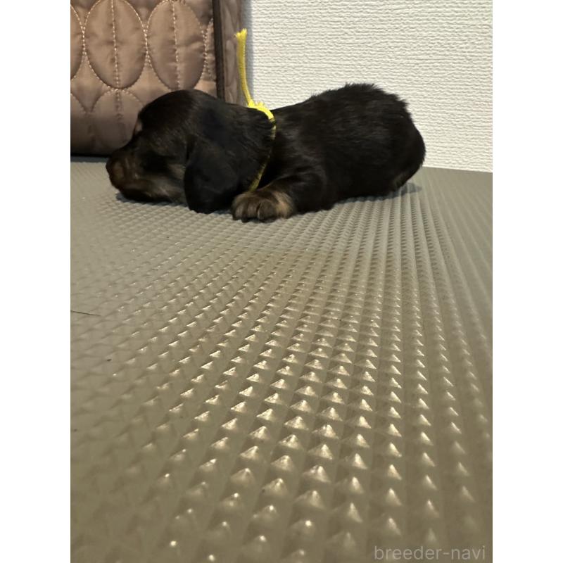 販売中の愛媛県のカニンヘンダックスフンド(ロングヘアード)-410111の3枚目