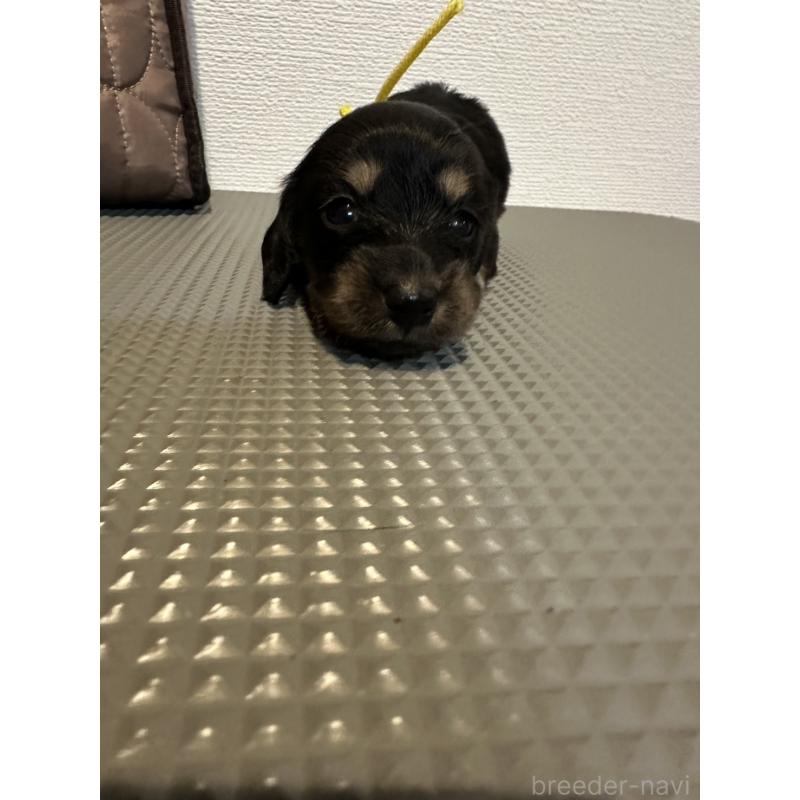 販売中の愛媛県のカニンヘンダックスフンド(ロングヘアード)-410111の2枚目