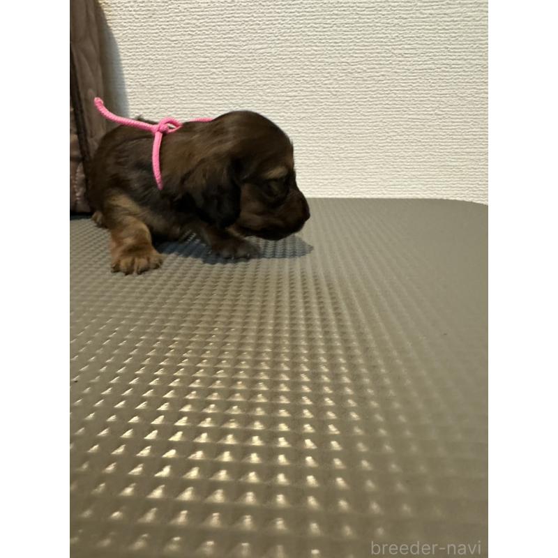販売中の愛媛県のカニンヘンダックスフンド(ロングヘアード)-410112の4枚目