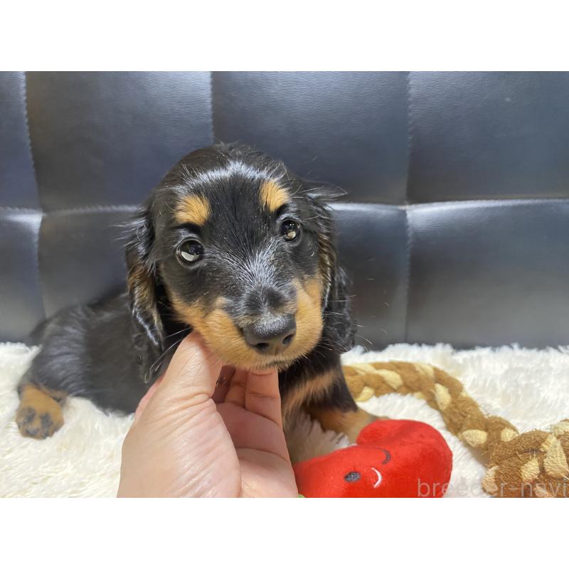 成約済の岐阜県のミニチュアダックスフンド(ロングヘアード)-404494の9枚目