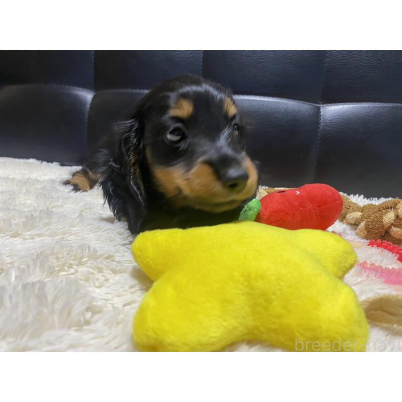 成約済の岐阜県のミニチュアダックスフンド(ロングヘアード)-404494の8枚目