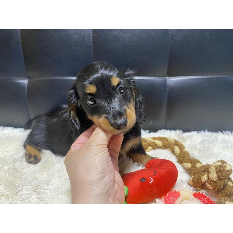 成約済の岐阜県のミニチュアダックスフンド(ロングヘアード)-404494の7枚目