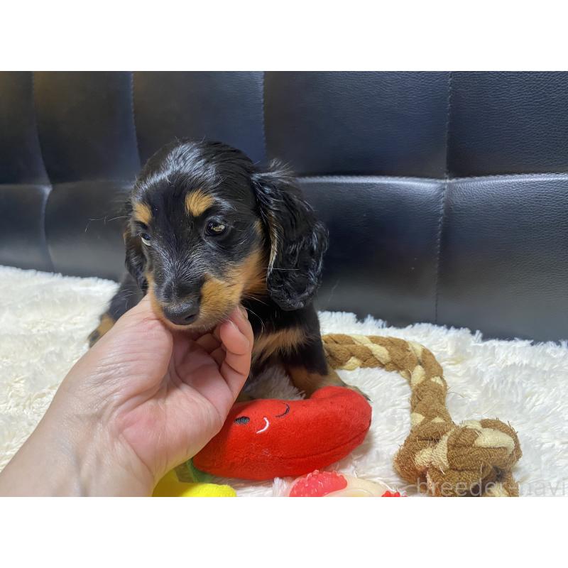 成約済の岐阜県のミニチュアダックスフンド(ロングヘアード)-404494の6枚目